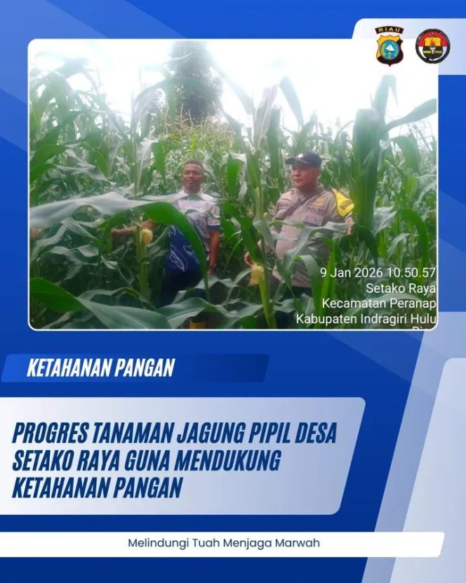 
					Bhabinkamtibmas Desa Setako Raya Cek Perkembangan Tanaman Jagung Pipil Dalam Program Ketahanan Pangan